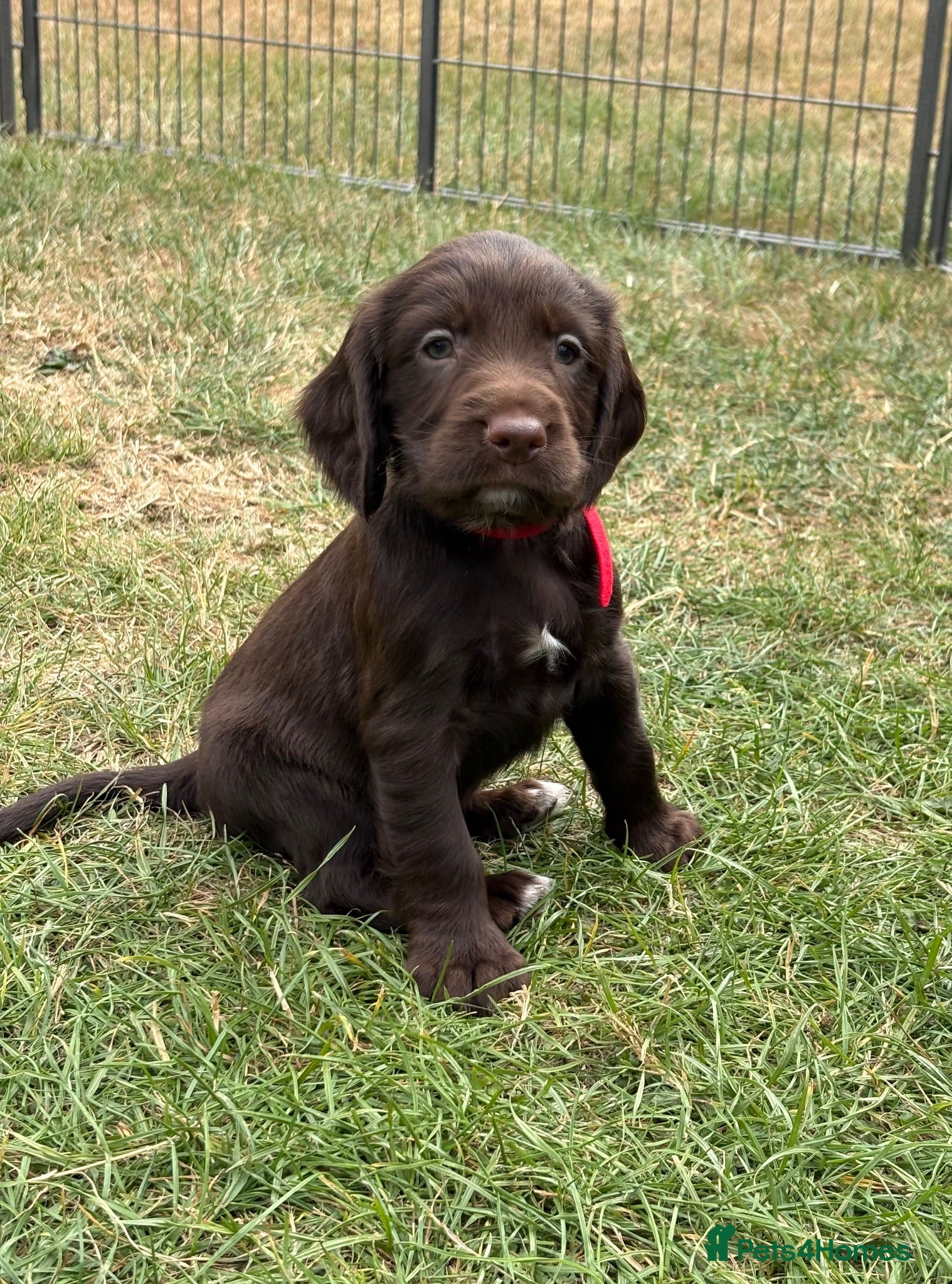 Sprocker dogs Fully DNA Health Tested F1 Sprocker Puppies - Advert 1