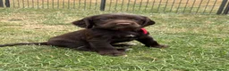Sprocker dogs for sale: Fully DNA Health Tested F1 Sprocker Puppies - Advert 5