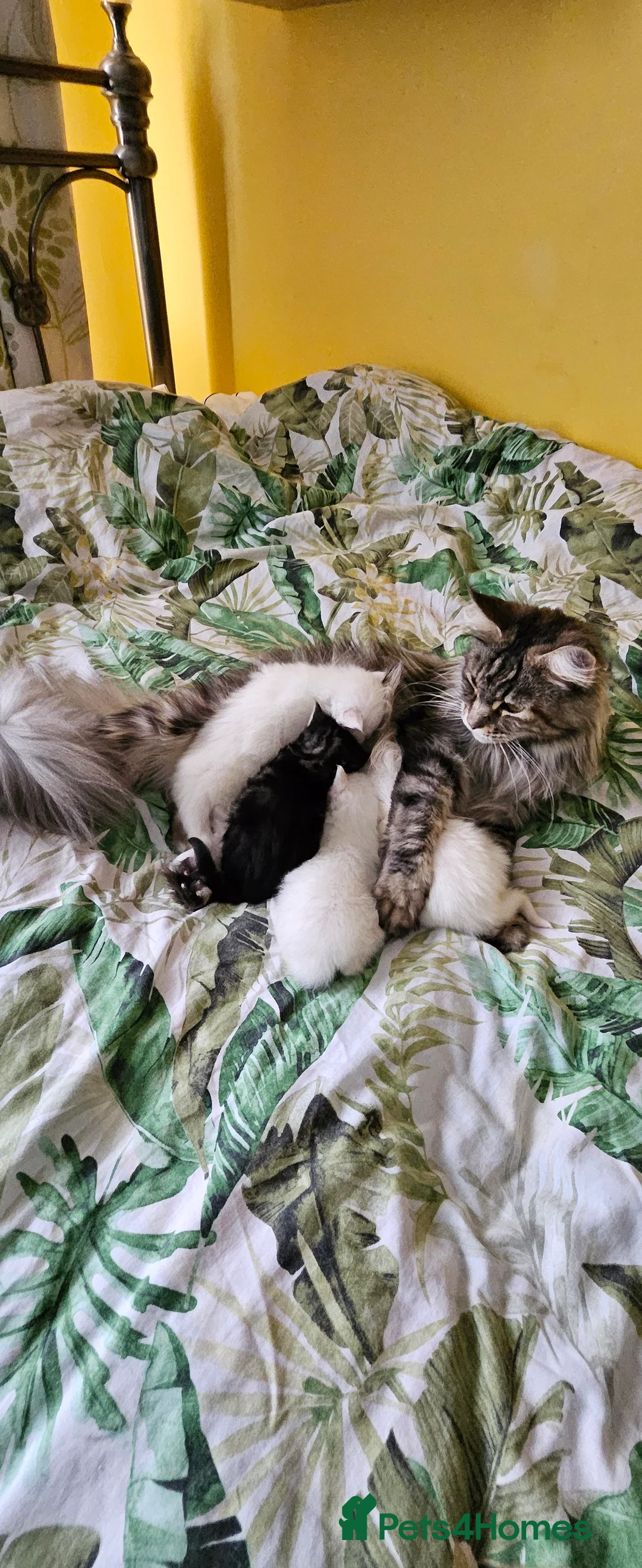 Maine Coon cats for sale: Maine Coon kittens - Advert 3