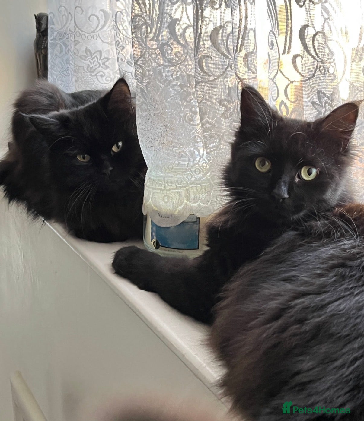 Mixed Breed cats Bonded Pair Teddy & Loki 🖤 Only to the Best Home - Advert 1