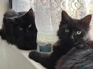 Mixed Breed cats Bonded Pair Teddy & Loki 🖤 Only to the Best Home - Advert 1