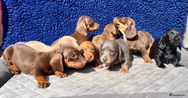 Miniature Dachshund dogs - Advert 1