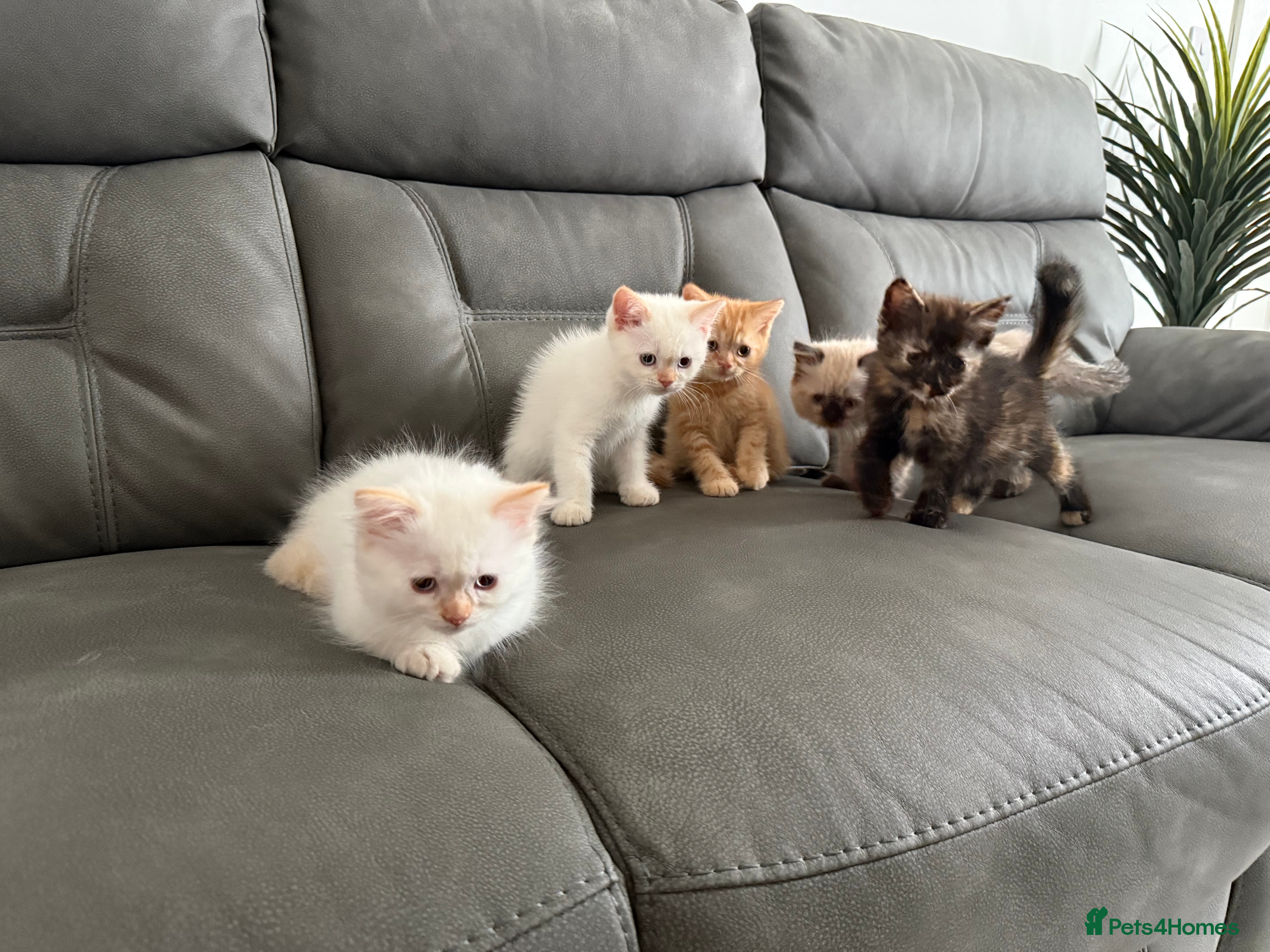 Mixed Breed cats Persian cross Birman Cat  - Advert 1