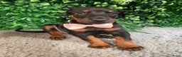 Dobermann dogs for sale: KC REG HEALTH TESTED EUROPEAN DOBERMAN : REDUCED! - Advert 12