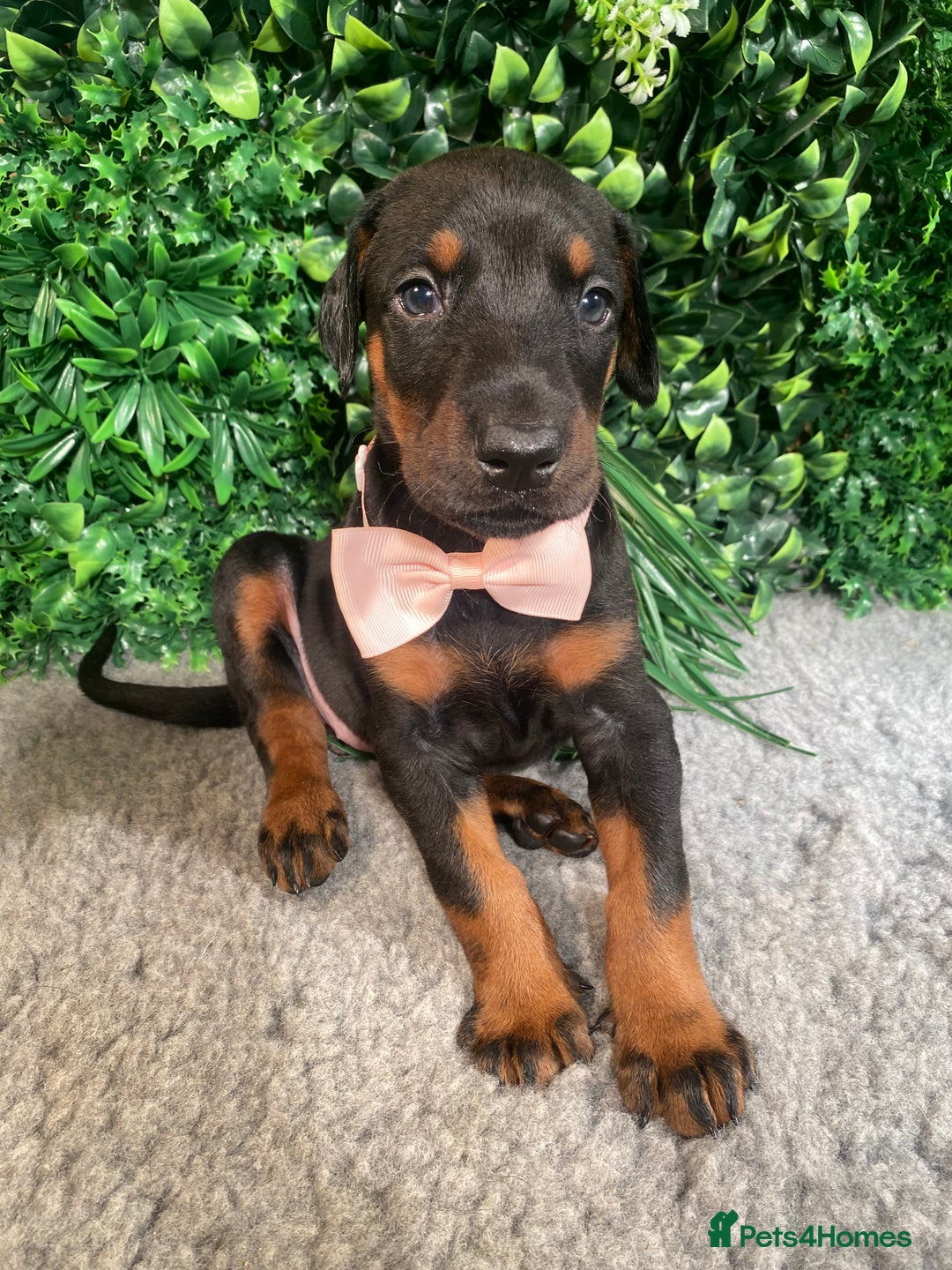 Dobermann dogs for sale: KC REG HEALTH TESTED EUROPEAN DOBERMAN : REDUCED! - Advert 12