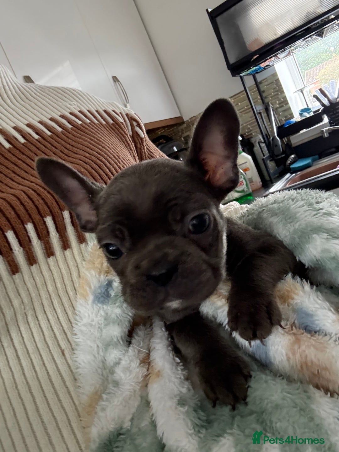 French Bulldog dogs for sale: KC Registered French Bulldog puppies ready to go - Image 28