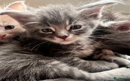 Maine Coon cats for sale: Beautiful Maine Coon babies - Image 13