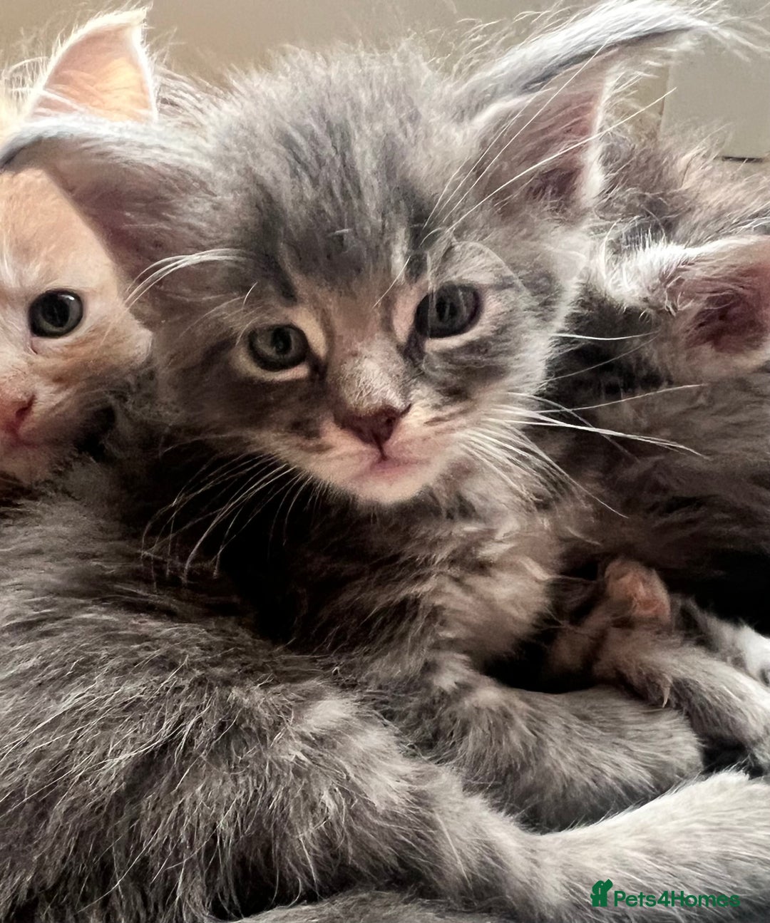Maine Coon cats for sale: Beautiful Maine Coon babies - Image 13