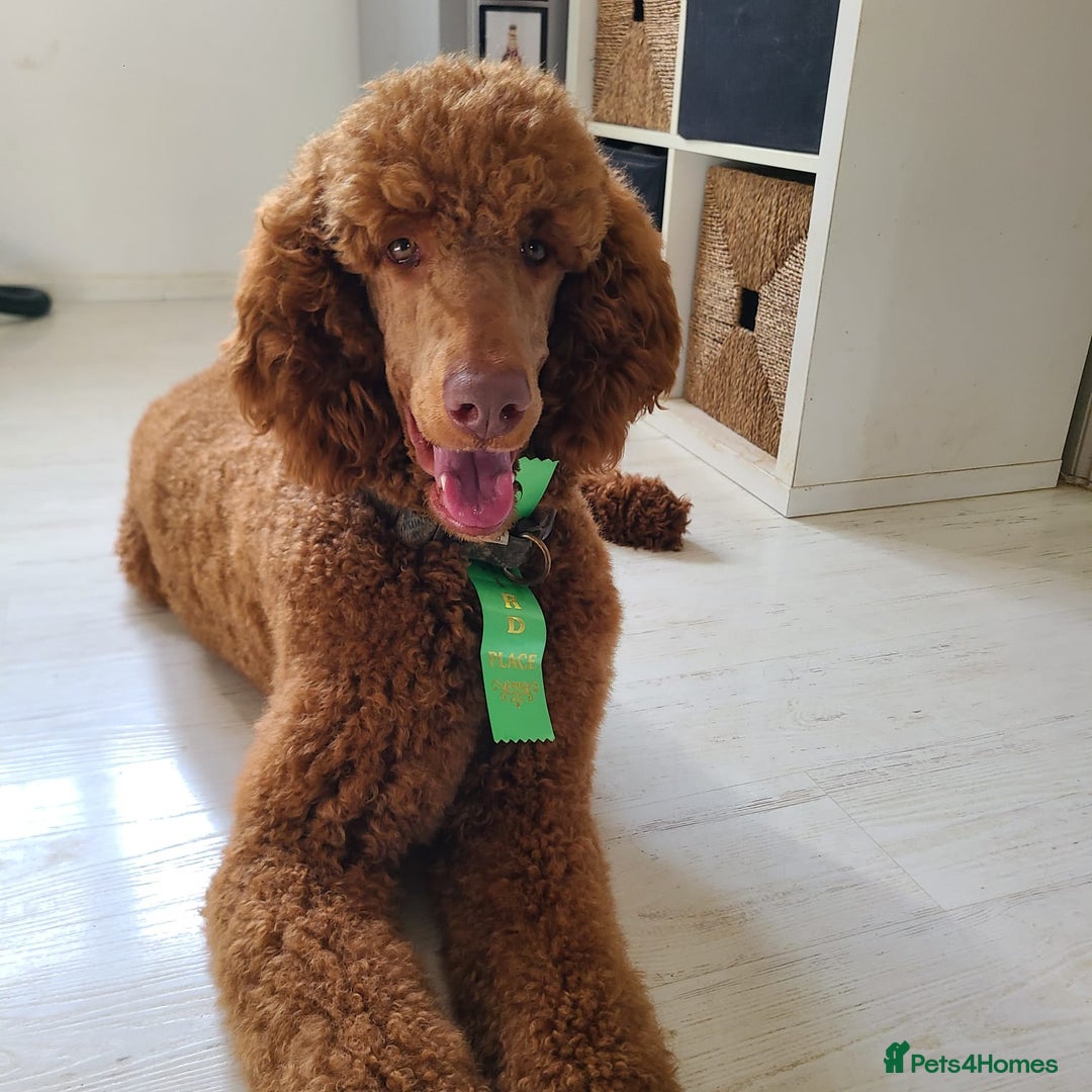 Sproodle dogs for sale: F1 Chocolate Spoodle Puppy - Girl - Image 6