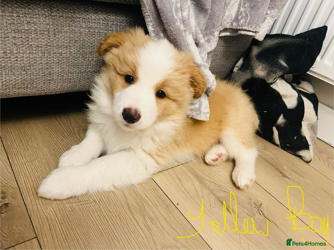 Border Collie dogs for sale: DUE 1st August Border collie Puppies - Image 30