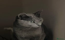 British Shorthair cats for sale: Blue eyed Silver tabby shaded BSH x Russian blue  - Image 28