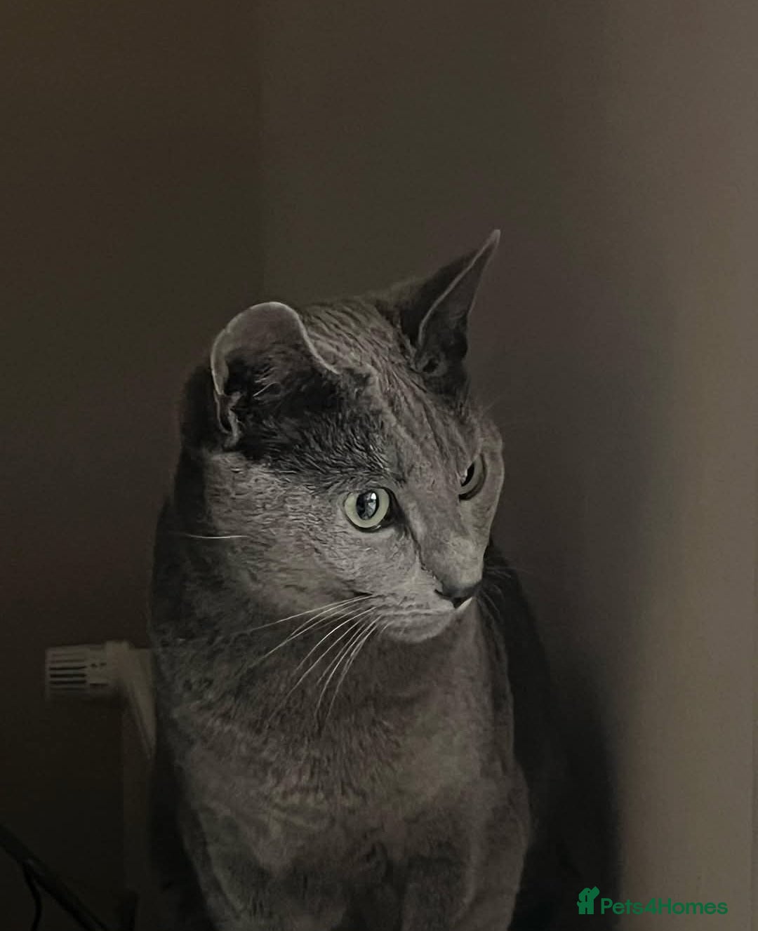 British Shorthair cats for sale: Blue eyed Silver tabby shaded BSH x Russian blue  - Image 28