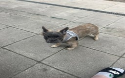 French Bulldog dogs for sale: Fluffy puppy  - Image 4