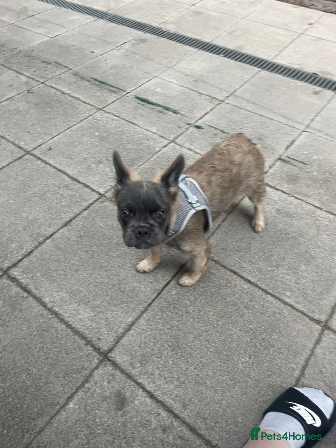 French Bulldog dogs for sale: Fluffy puppy  - Image 4