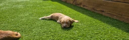 Cocker Spaniel dogs for sale: Mr Grant Duffy - Advert 2