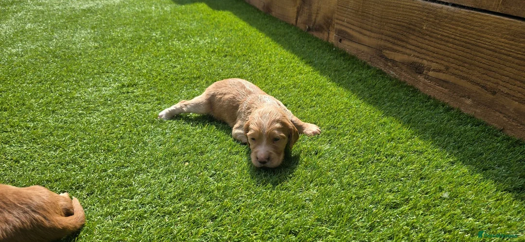 Cocker Spaniel dogs for sale: Mr Grant Duffy - Advert 2