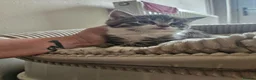 Mixed Breed cats for sale: Beautiful kittens for sale  - Advert 2