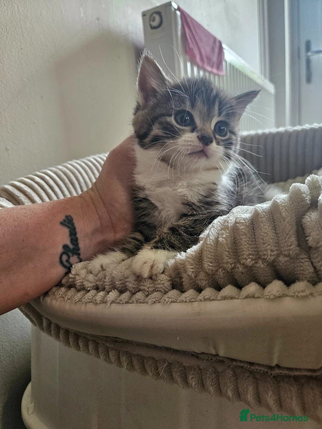 Mixed Breed cats for sale: Beautiful kittens for sale  - Advert 2