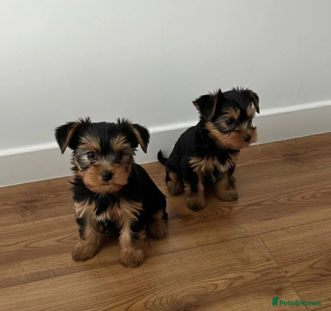 Yorkshire Terrier dogs for sale: Yorkshire Terrier Puppies  - Advert 6