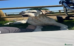 Dalmatian dogs for sale: Dalmation Puppies For Sale - Advert 17