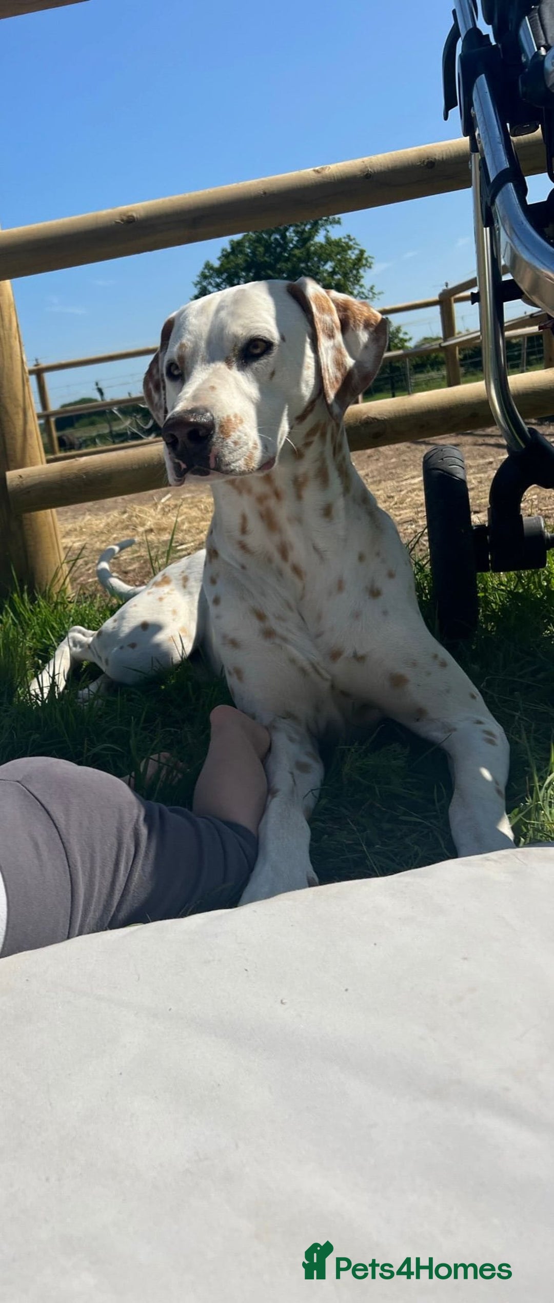 Dalmatian dogs for sale: Dalmation Puppies For Sale - Advert 17
