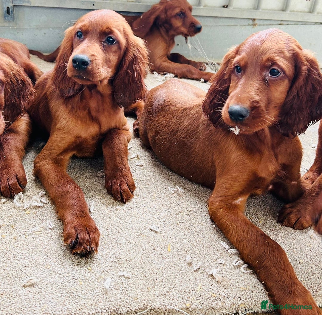Irish Setter dogs for sale: Outstanding red Irish setters puppies - Image 23