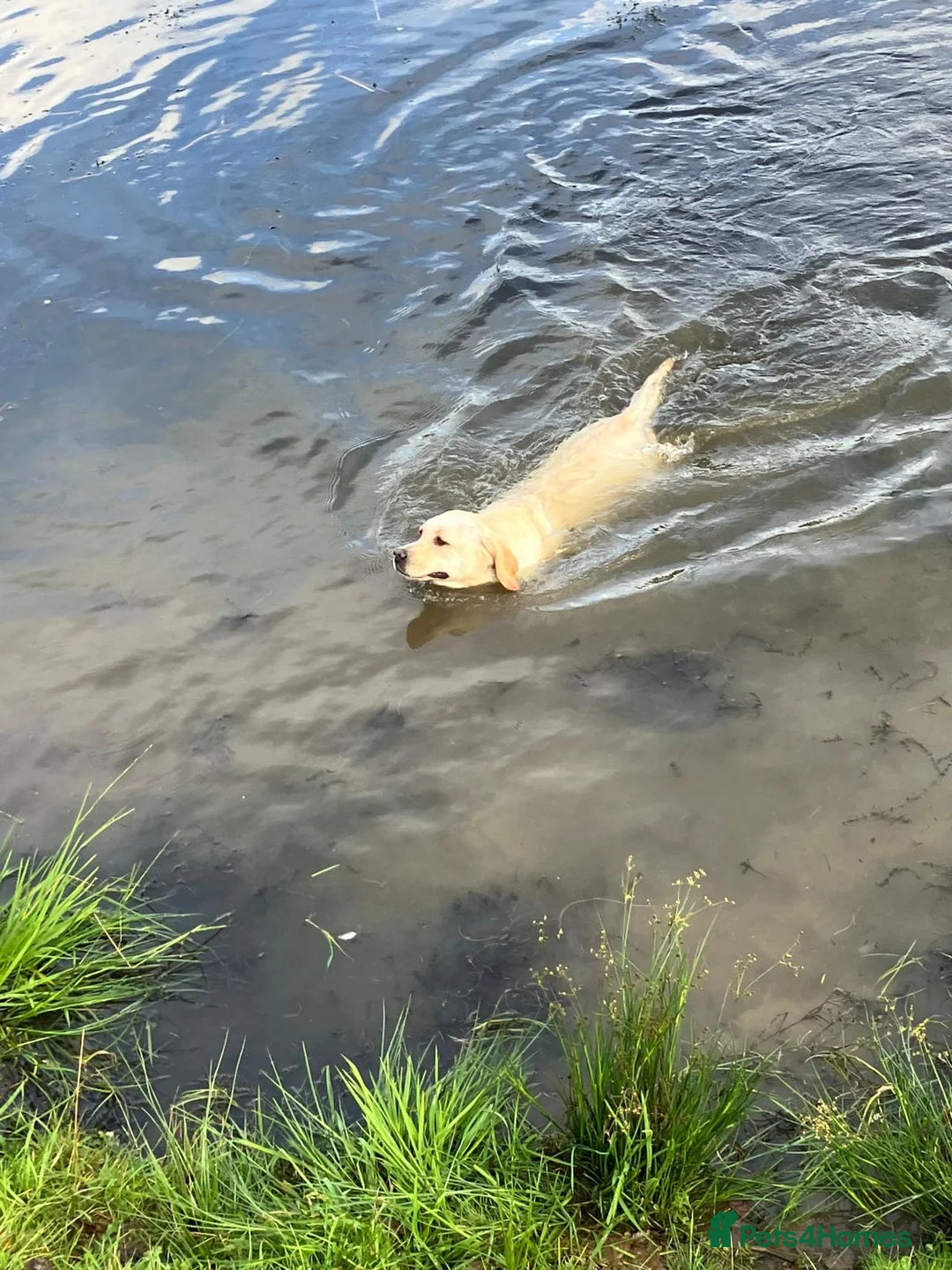 Labrador Retriever dogs for sale: Hip scored fully HEALTH TESTED 0 co-eff chunky 🐶  - Advert 12