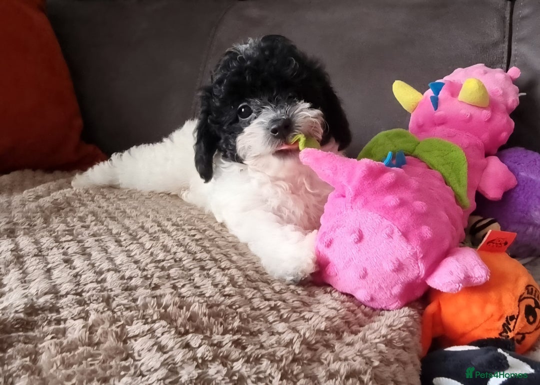 Cockapoo dogs for sale: Fully Vaccinated Best Friend Sofa Companions 🥰   - Image 7