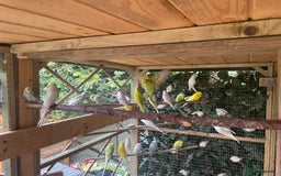 Budgerigars birds for sale: Various budgies  - Image 4