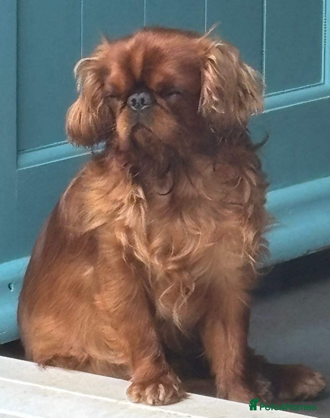 King Charles Spaniel dogs for sale: King Charles Spaniel - Image 2