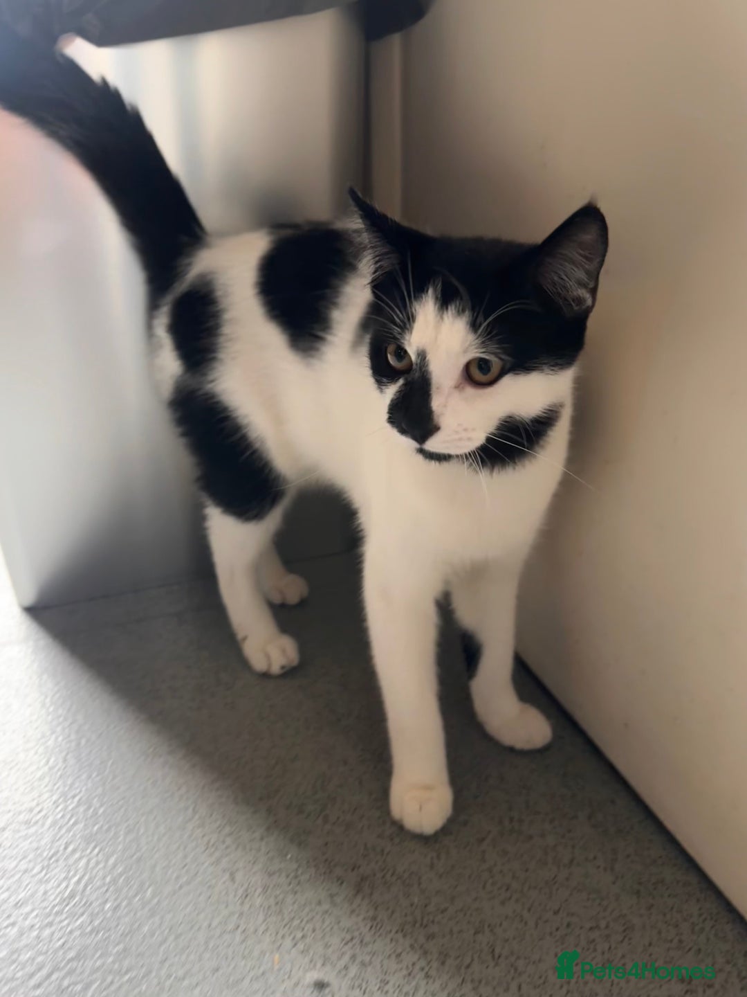 Domestic Shorthair cats for sale: Beautiful male domestic short hair  - Image 4