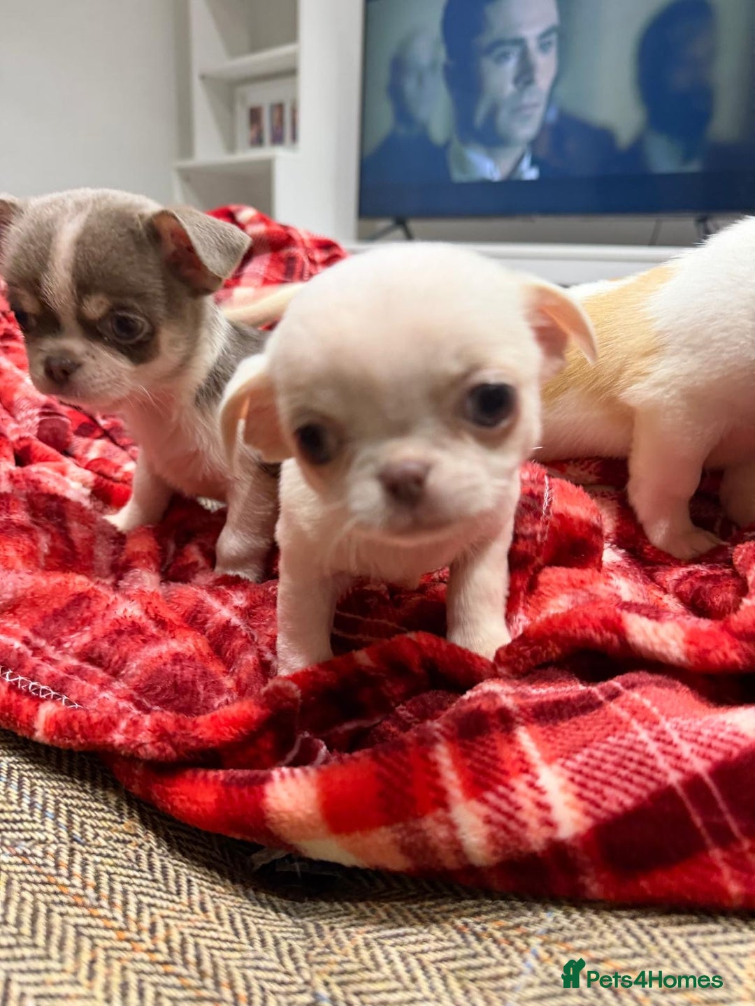 Chihuahua dogs for sale: KC registered chihuahua amazing green eyes  - Advert 8