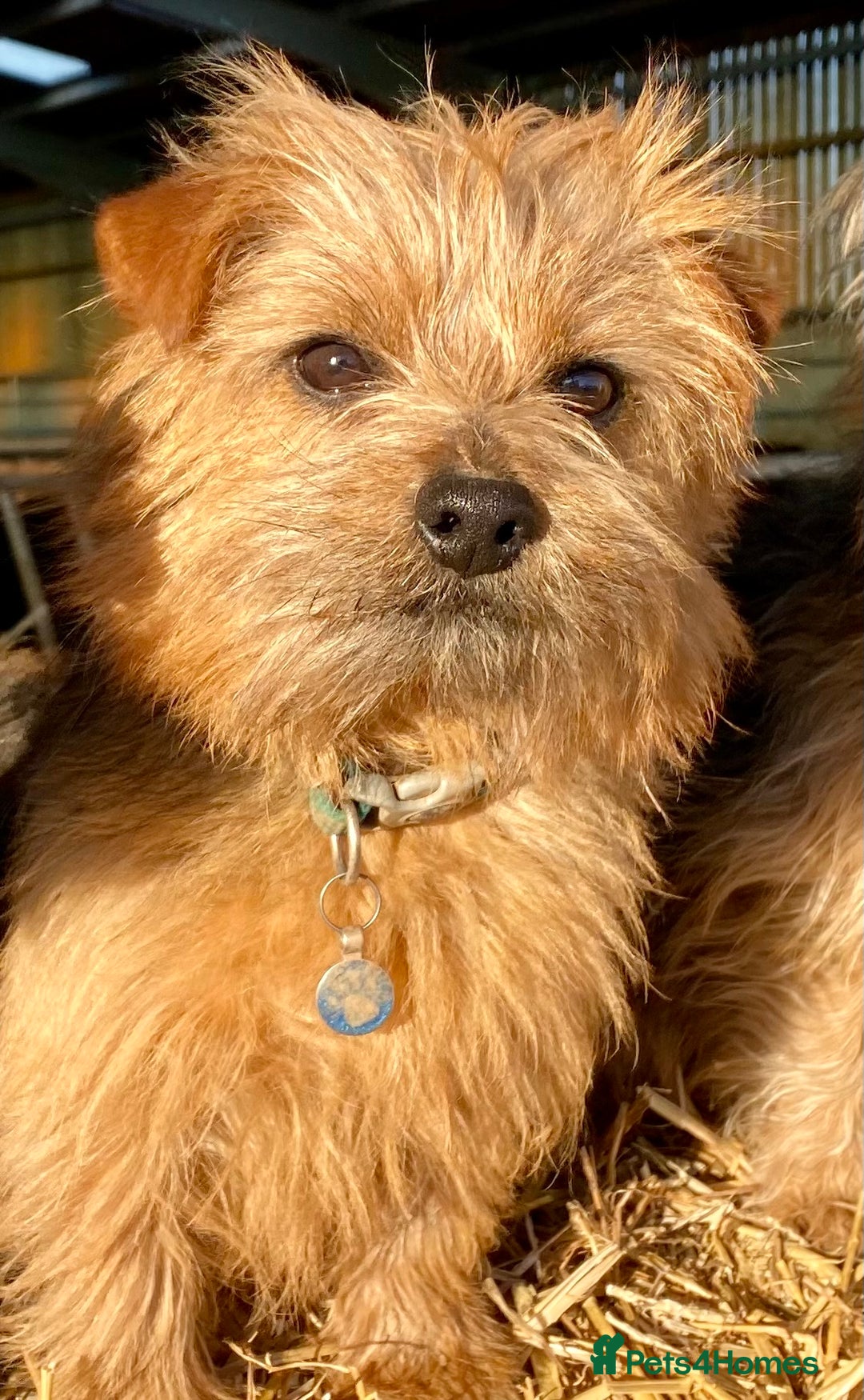 Norfolk Terrier dogs for stud: Norfolk Terrier dog for stud  - Advert 1
