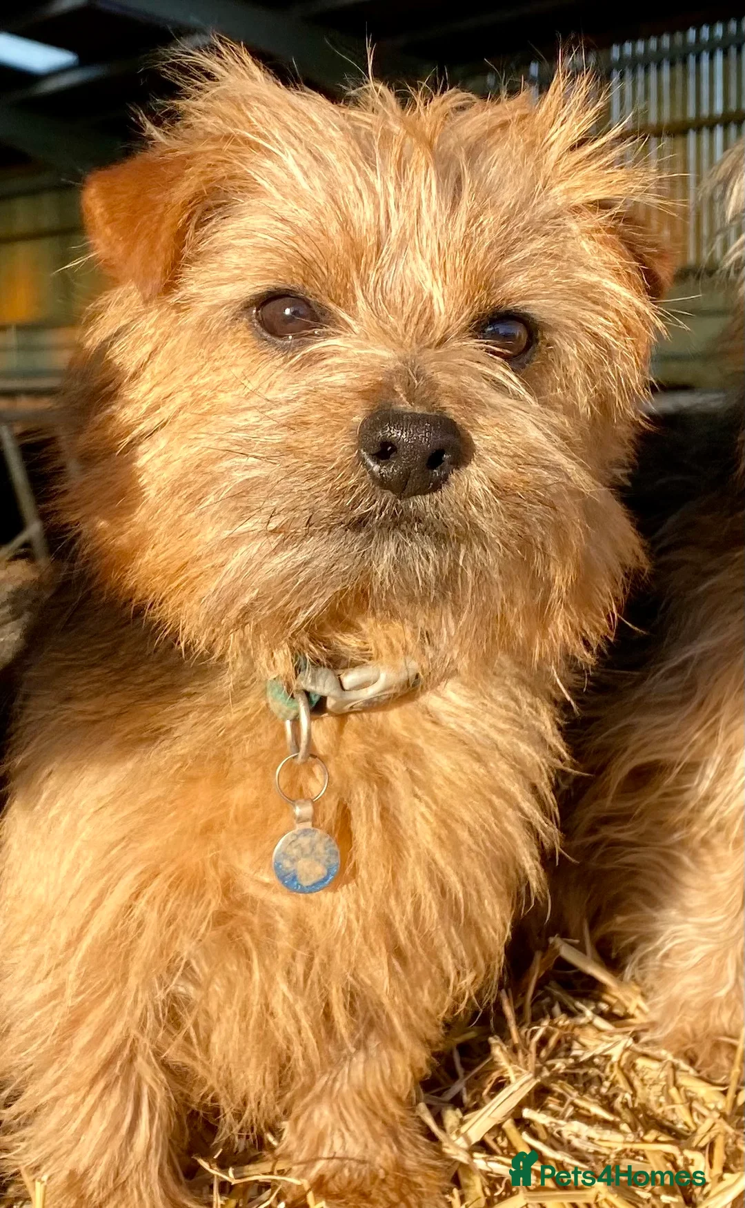 Norfolk Terrier dogs for stud: Norfolk Terrier dog for stud  - Advert 1
