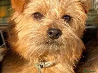 Norfolk Terrier dogs Norfolk Terrier dog for stud - Advert 2