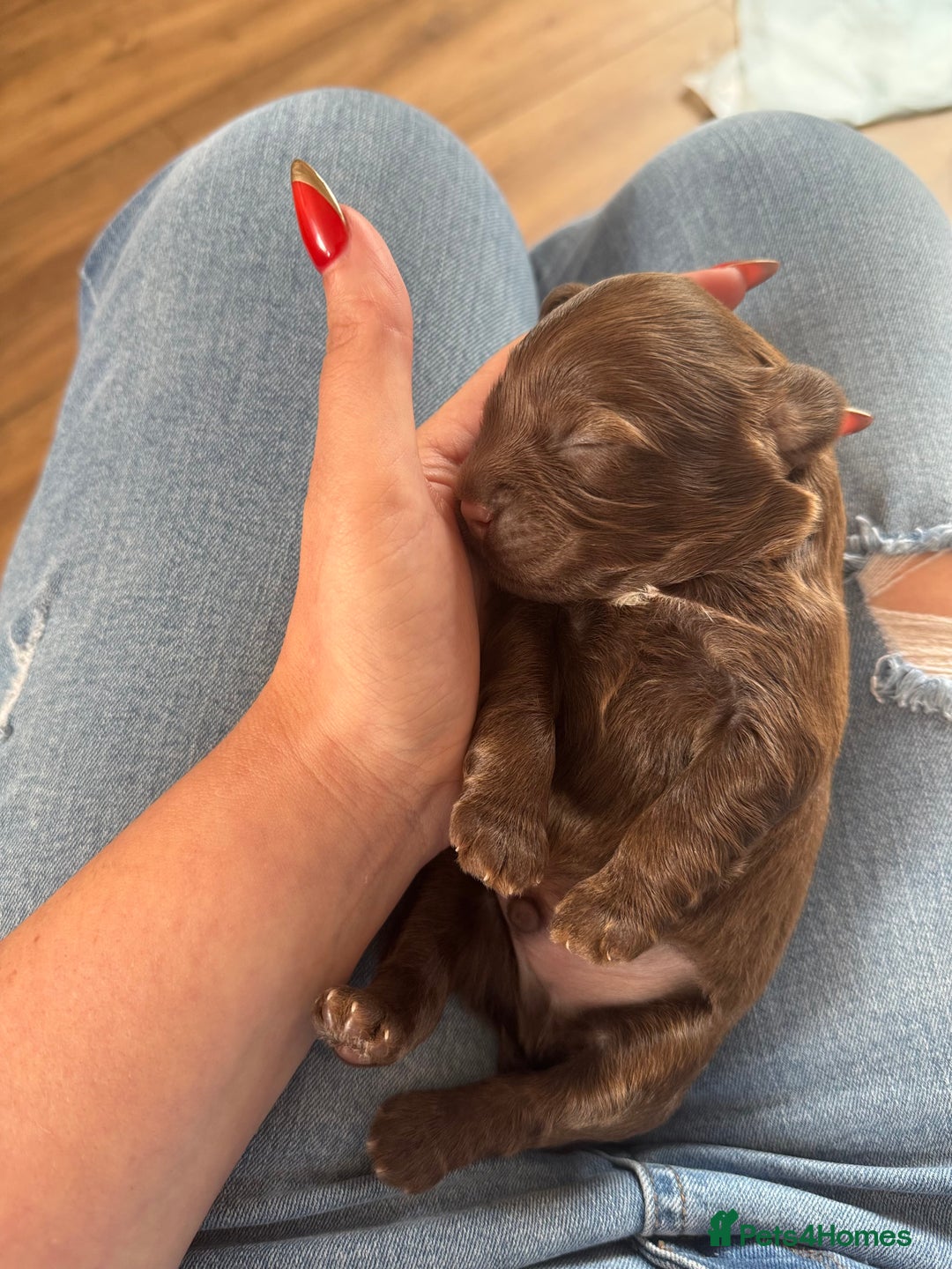 Shihpoo dogs for sale: Ready now Stunning Shihpoo puppies - Image 13