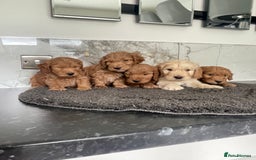 Cavapoo dogs for sale: 🐶 F1 top quality cavapoo puppies (toy poodle) 🐶  - Image 2