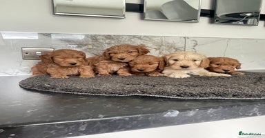 Cavapoo dogs - Advert 5