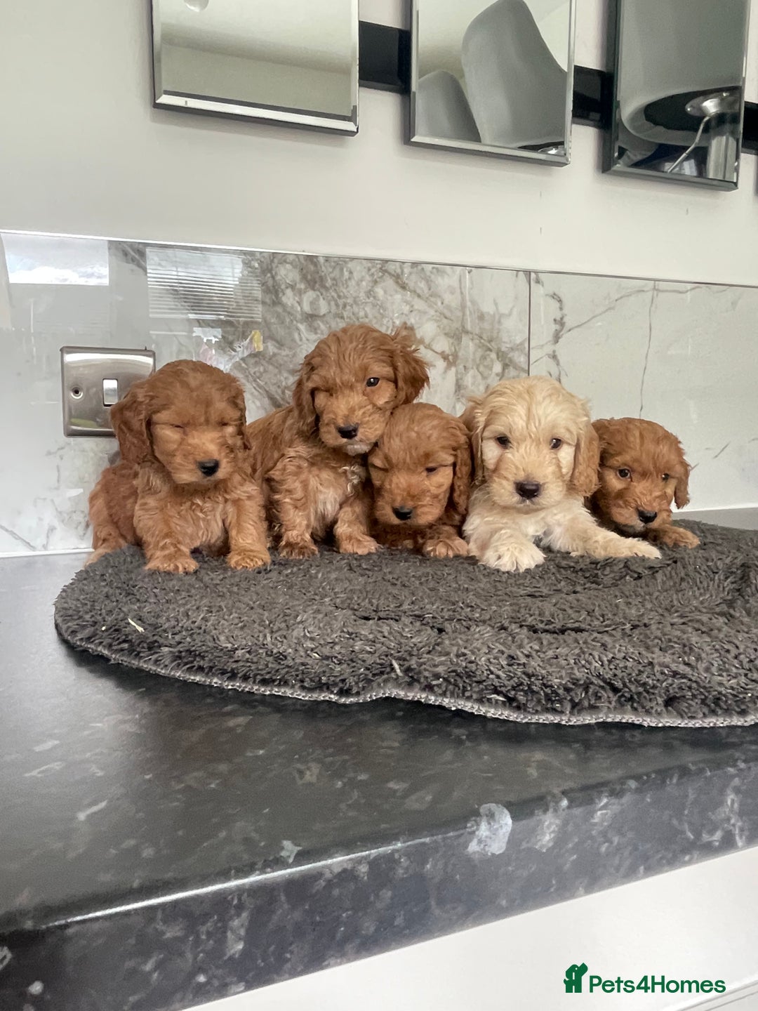 Cavapoo dogs for sale: 🐶 F1 top quality cavapoo puppies (toy poodle) 🐶  - Image 2