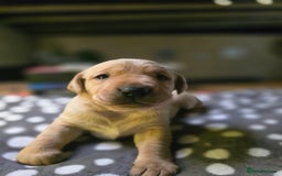 Labrador Retriever dogs for sale: Beautiful Labradors. Ready in time for Christmas - Image 20