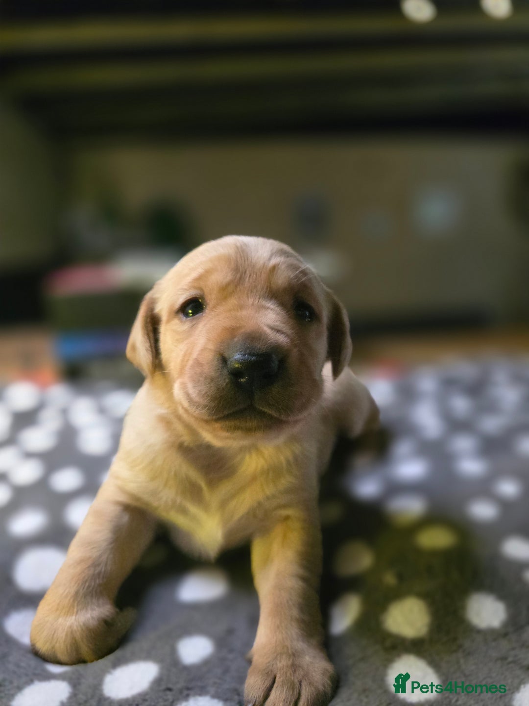 Labrador Retriever dogs for sale: Beautiful Labradors. Ready in time for Christmas - Image 20