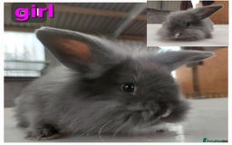 Lionhead rabbits for sale: Gorgeous baby bunnies for sale  - Image 9