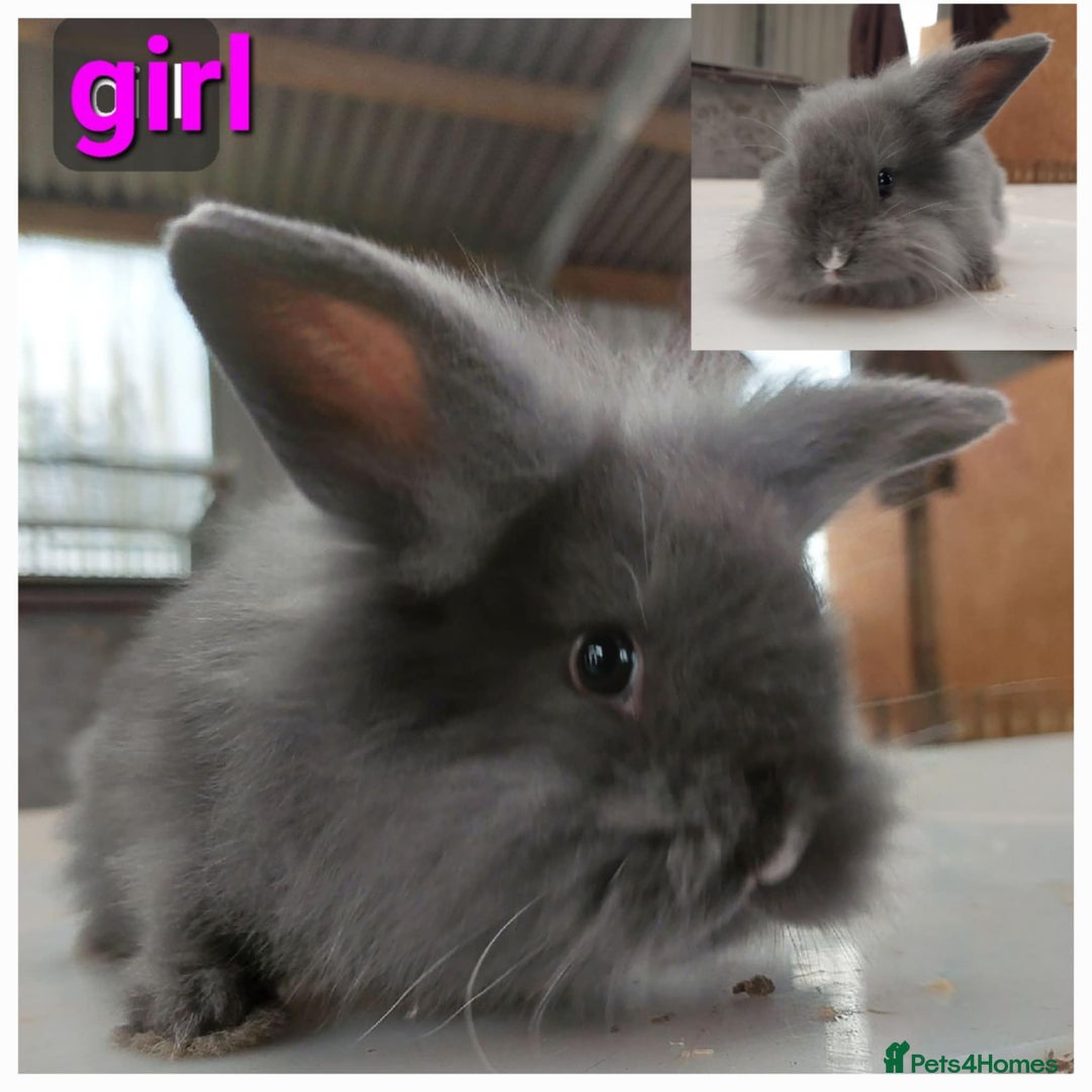Lionhead rabbits for sale: Gorgeous baby bunnies for sale  - Image 9