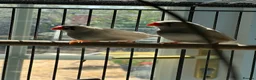 Finches birds for sale: 4 month old finches for sale  - Advert 1