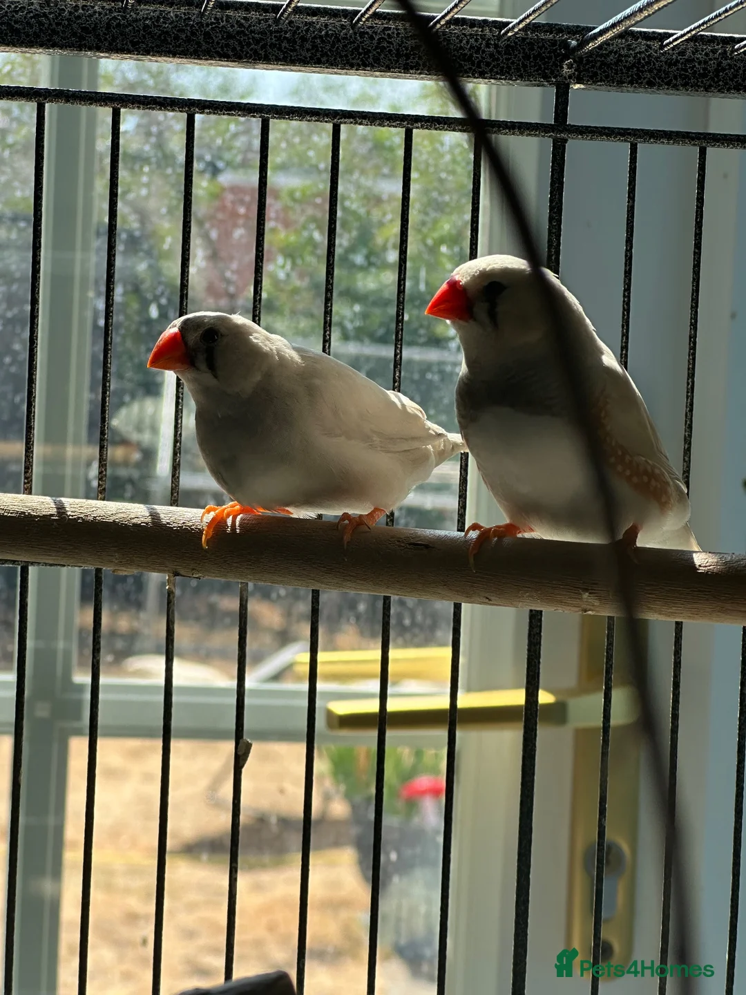 Finches birds for sale: 4 month old finches for sale  - Advert 1