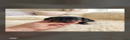 Miniature Dachshund dogs for sale: Kc miniature dachshund - Advert 13