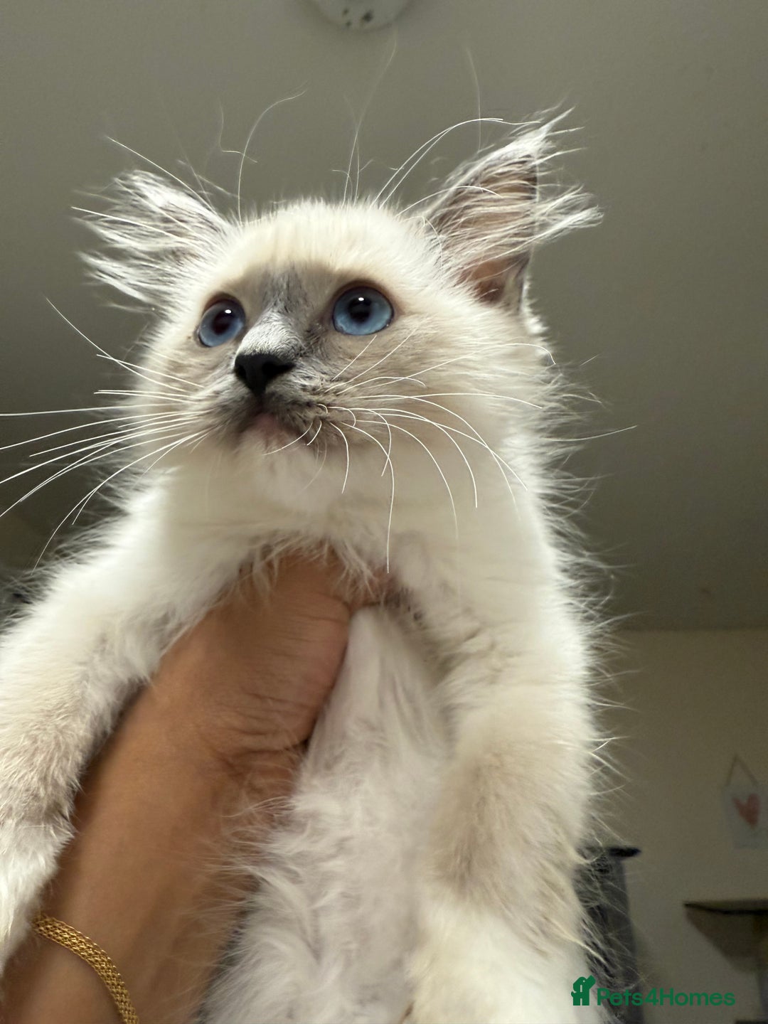 Ragdoll cats for sale: Ragdoll babies  in Barking - Image 5
