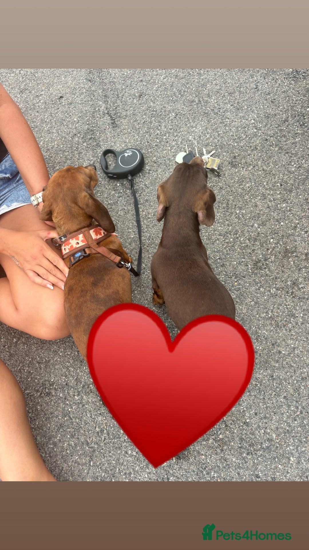 Miniature Dachshund dogs for stud:  miniature dachshund for stud  in Salisbury - Advert 5