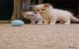 Ragdoll cats for sale: Ready now hcm clear ragdoll litter. X6 - Image 11