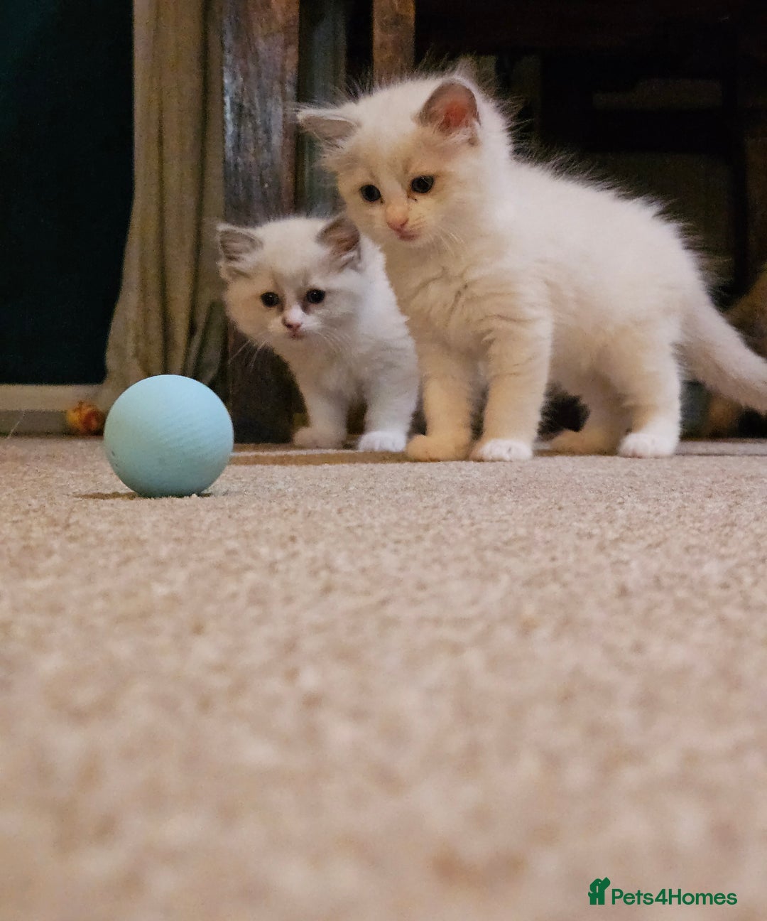 Ragdoll cats for sale: Ready now hcm clear ragdoll litter. X6 - Image 11
